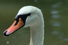 White Swan Bird head portrait