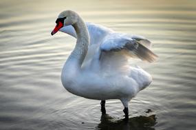 Swan Bird Animal
