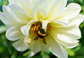 Bumblebee Insect Bee