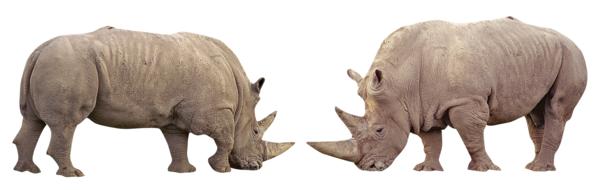 Rhino Africa Animal