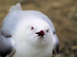 Bird Face Gull