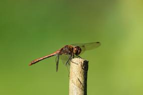 Dragonfly Insect Branch