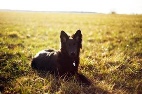 Girl Dog Nature