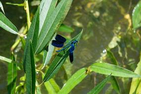 Demoiselle Insect Blue
