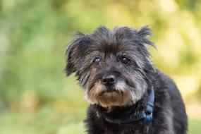 Dog Old Hybrid