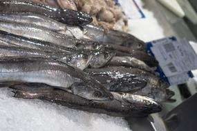 fresh frozen fish