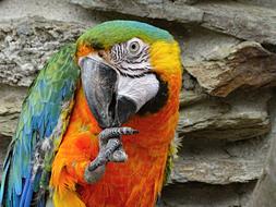Parrot Ara Bird