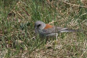 Bird Grass