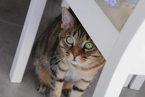 Cat Pet with green eyes