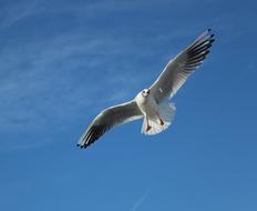 Seagull Gulls Marine