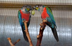 colored parrots in a cage