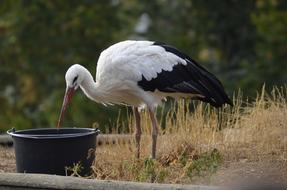 Stork Feather White