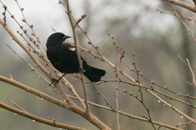Blackbird Redwing Bird