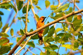 Bird Birds Animals
