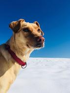 Dog Winter Snow Blue