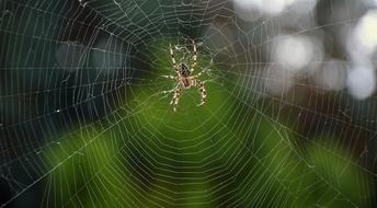 large spider in a web in nature