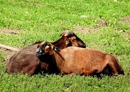 Goat Nap Asleep