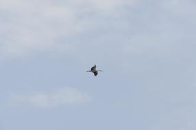 Stork Volatile Bird