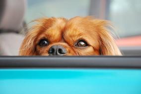 Dog \Portrait