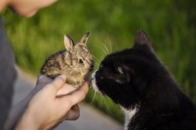 Rabbit Cat Animals