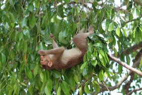 Monkey Leaves Lunch