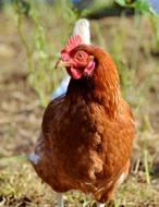 a hen sits by the grass