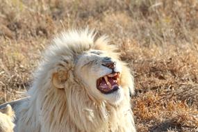 White Lion Male