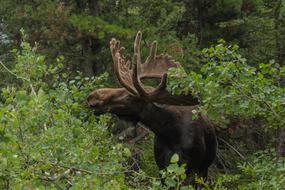 Moose Wildlife Animal