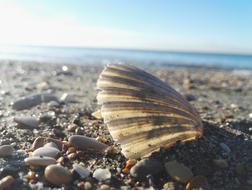 Shell Beach sea shell