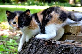 Cat Kitten Pet