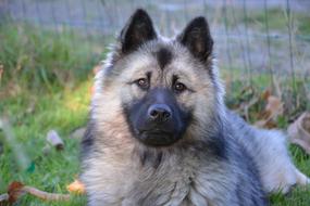 Dog Bitch Eurasier Noel Blue