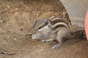 Wild Squirrel Animal in fauna