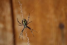 Wasp Spider Cobweb