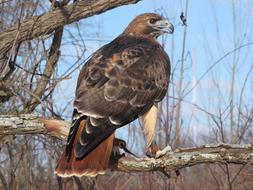 Hawk Falconry Bird