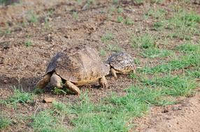 Tortoise Wild Animal