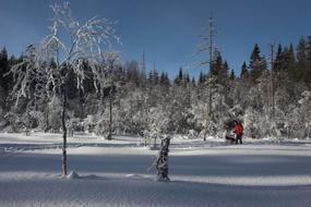 man walks his dog in a snowy forest