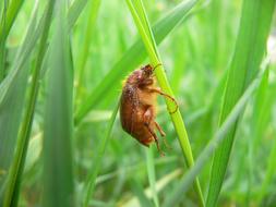Amphimallon Assimile