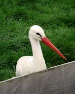stork near green grass