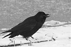 Crow Bird Animal