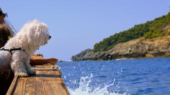 Dog Boat