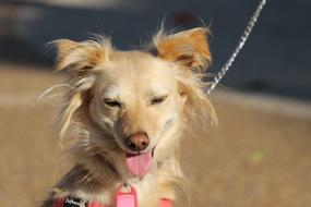 Animal Dog Brown