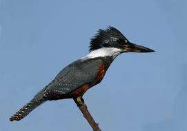 Alcyon Amazon Bird Kingfisher