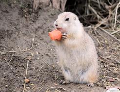 Gopher Rodent Mammal