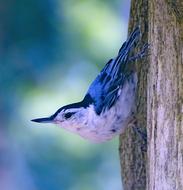 Nuthatch Bird On The Tree