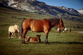 Animal Horses Mountain