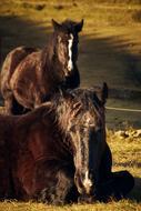 Horse Animal Black