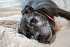 Dog Cute Animal