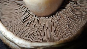 Close up of a white mushroom