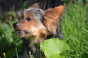 Dog Pet Yorkshire