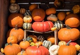ripe delicious pumpkins at the market